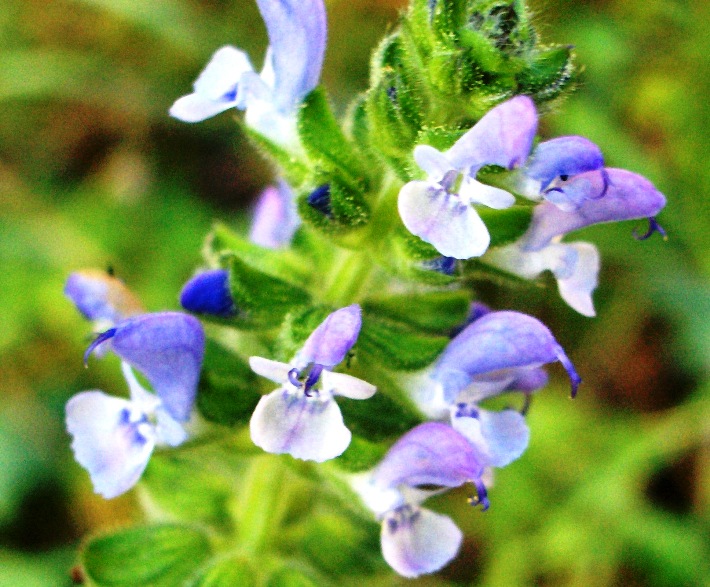 Salvia clandestina